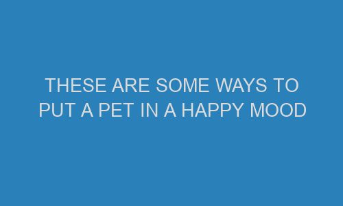 these are some ways to put a pet in a happy mood 71303 1 - These Are Some Ways to Put a Pet in a Happy Mood